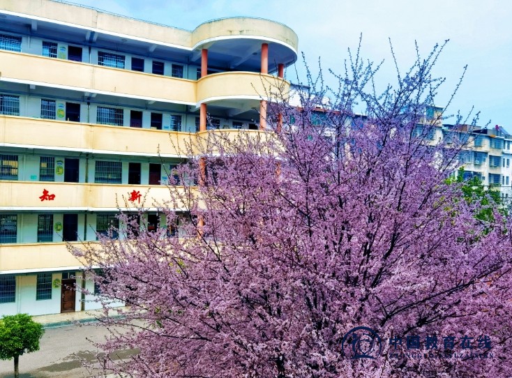 校园里的紫叶李
